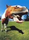 Paint_Horse_Close_Up